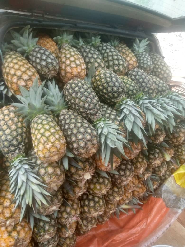 Ananas pain de sucre